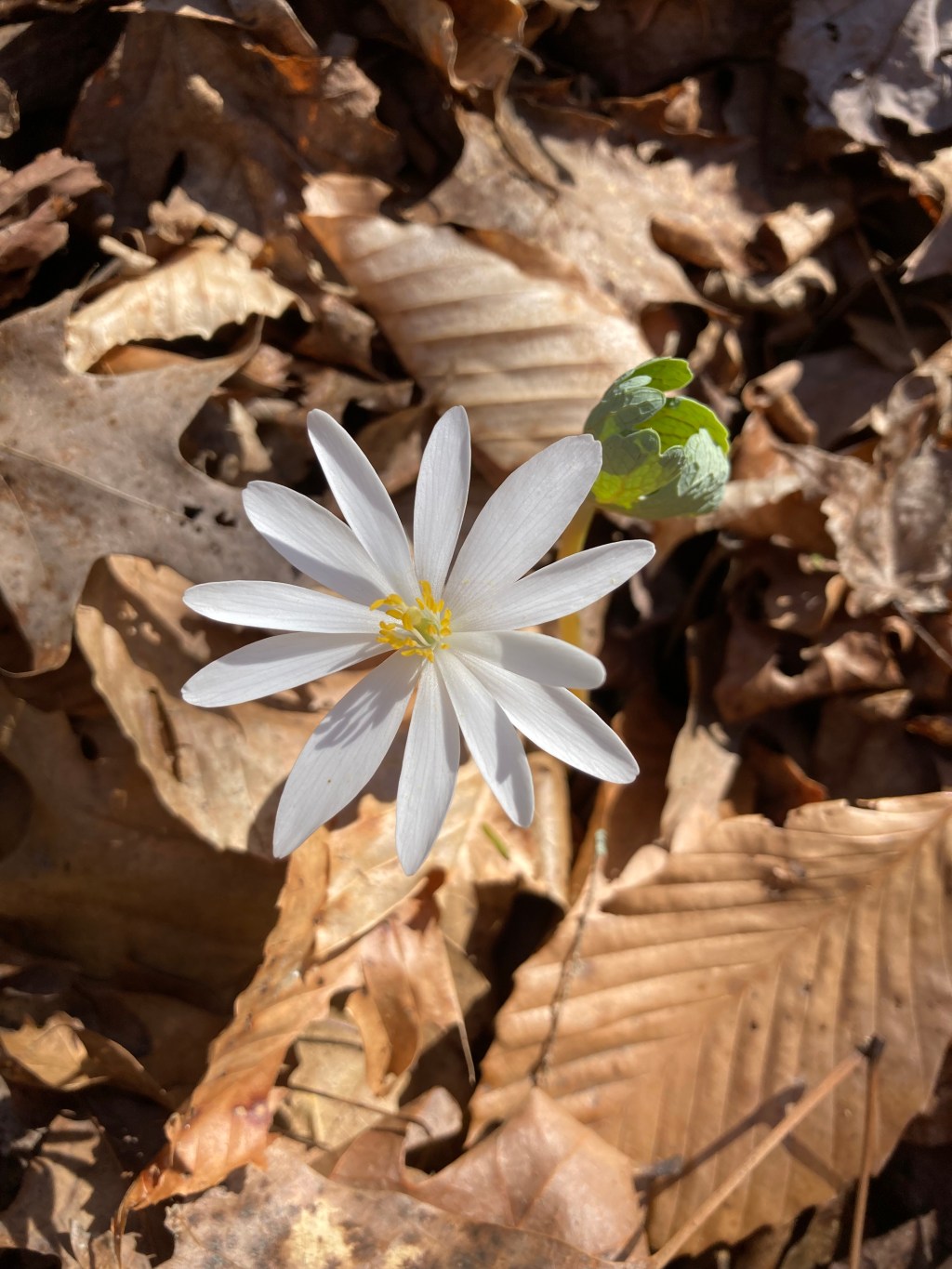 Bloodroot flower with white petals and a yellow center with brown leaves from the Fall in the background.