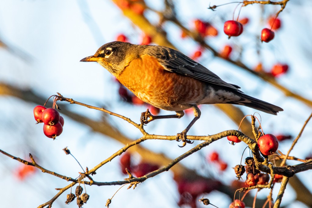 American robin on a limb with red berries.