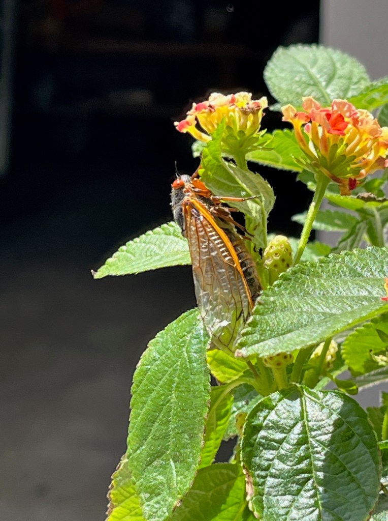 A cicada on yellow and orange flower.
