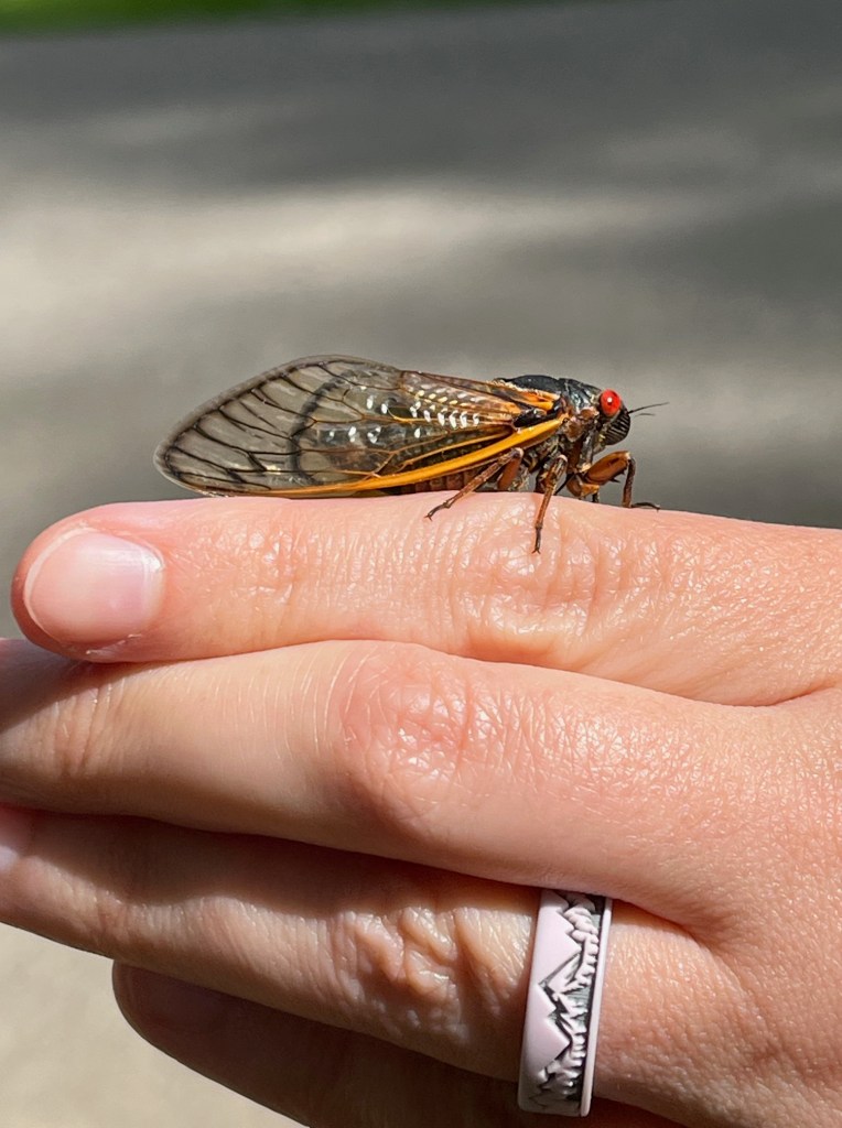 Cicada, large fly-like insect with big red eyes and orangish-yellow edged wings with a dark body.