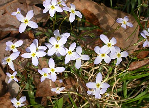 Small blue (purple) flowers with four petals and a yellow center.