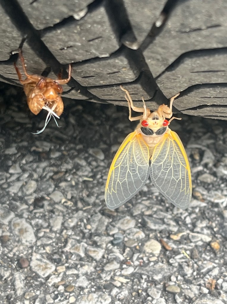 A white bodied cicada with its distinctive red eyes and yellow trimmed wings beside of its brown exoskeleton on a car tire.