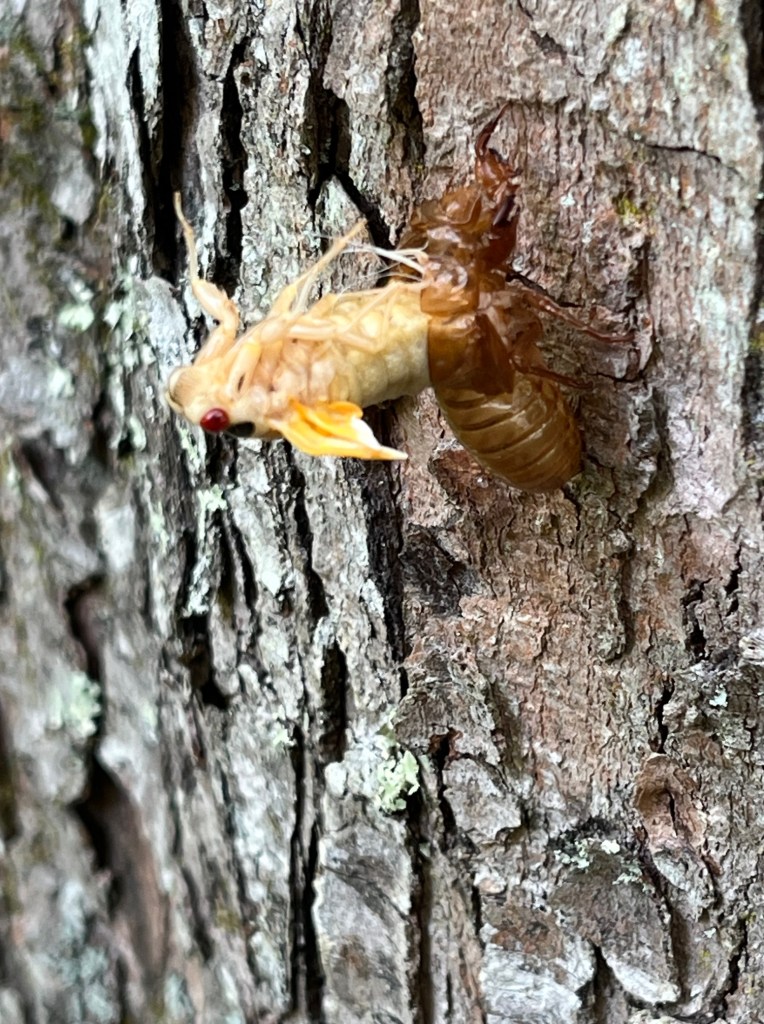 An almost entirely white cicada is coming out of it's brown exoskeleton.