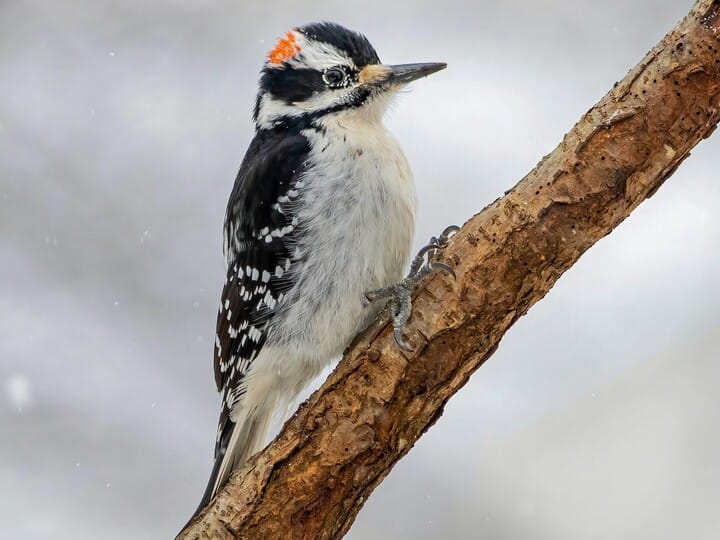 A male hairy woodpecker on a branch