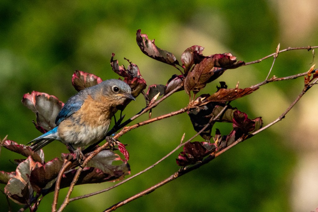 Blue bird with a redish-brown throat and breast on a branch.