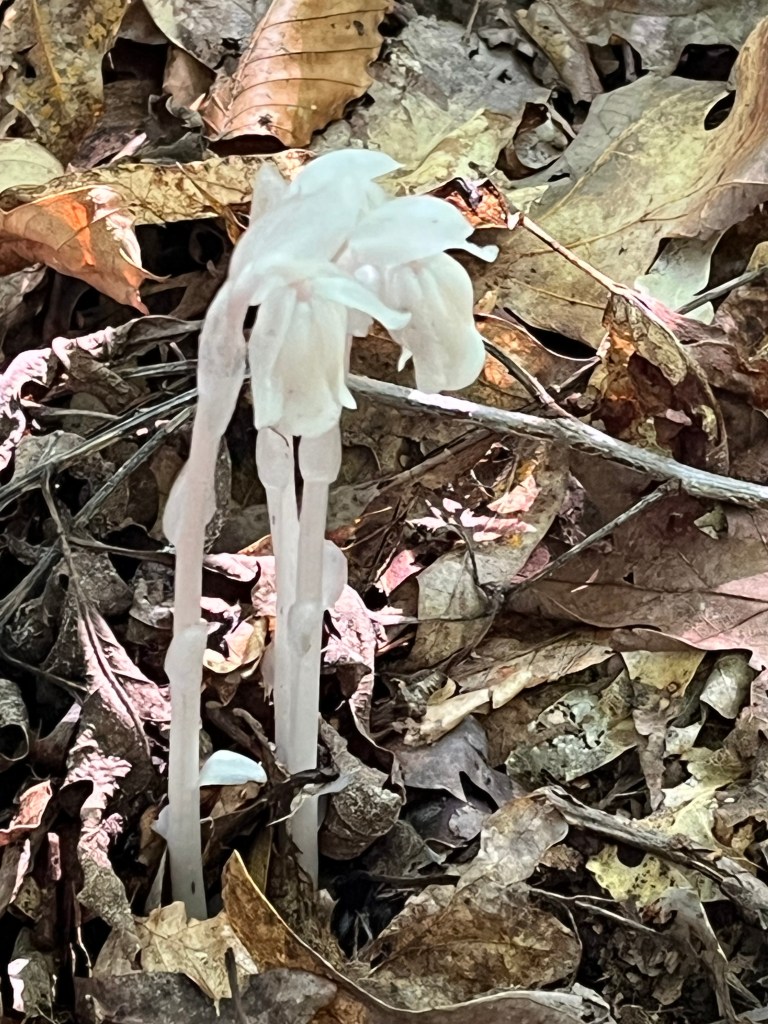 A completely white flower from stem to petals.