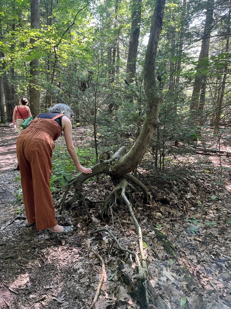 A hiker in brown pants is touching a nurse tree's exposed root.
