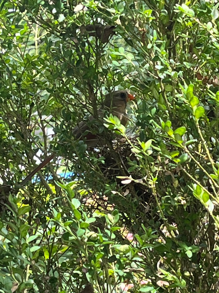 A brownish-red Northern cardinal in her nest in a green shrub.
