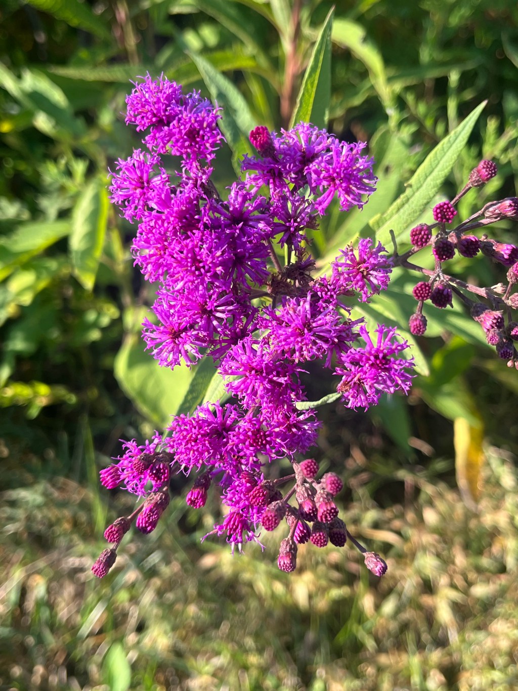 A bright purple flower with petals that look like cotton balls.