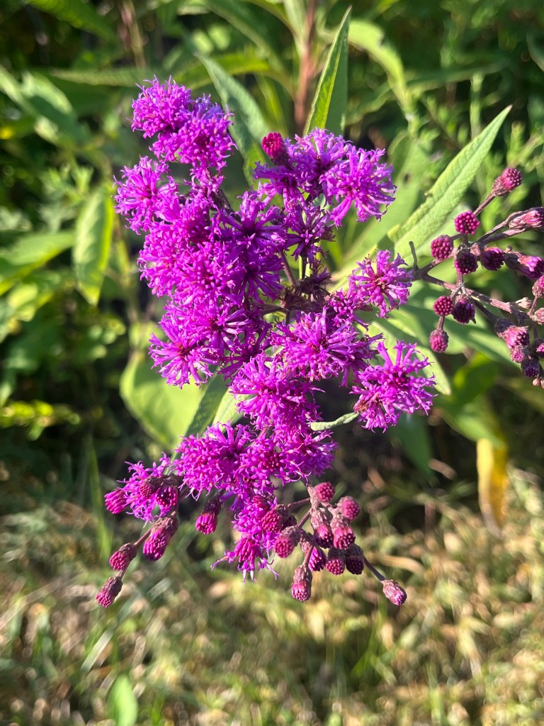A bright purple flower with petals that look like cotton balls.
