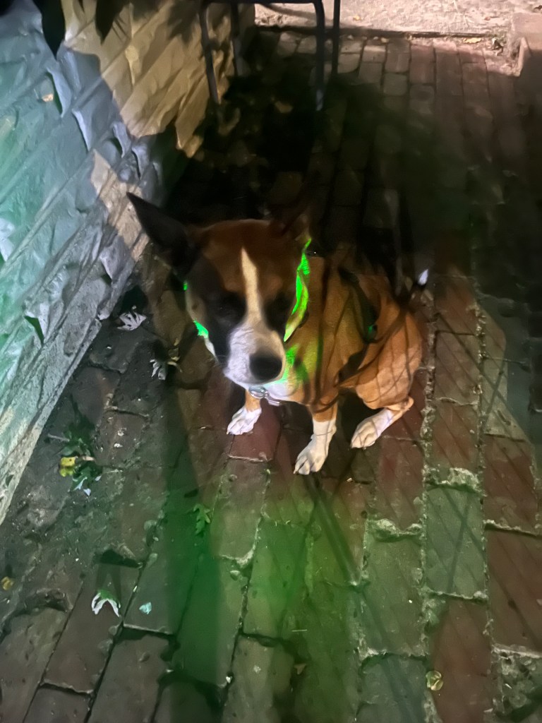 A dog sitting on a brick patio. The dog is wearing a collar that lights up and it is neon green.