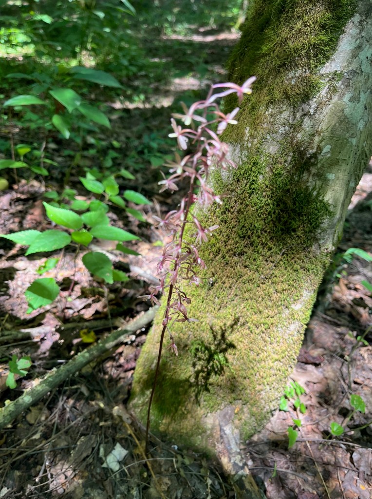 A pale pinkish purple flower with thin petals in front of a mossy tree.