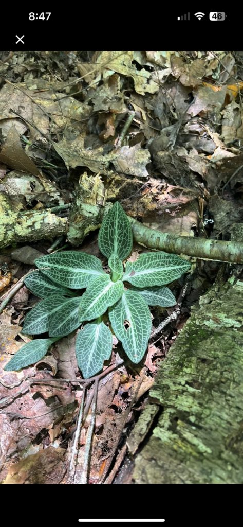 Phone screen shot of a picture of a green plant with white veins.