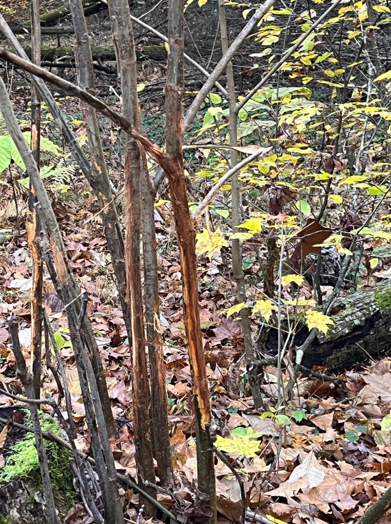 Fall woodland scene showing the bark of a small tree scraped away by a male deer.